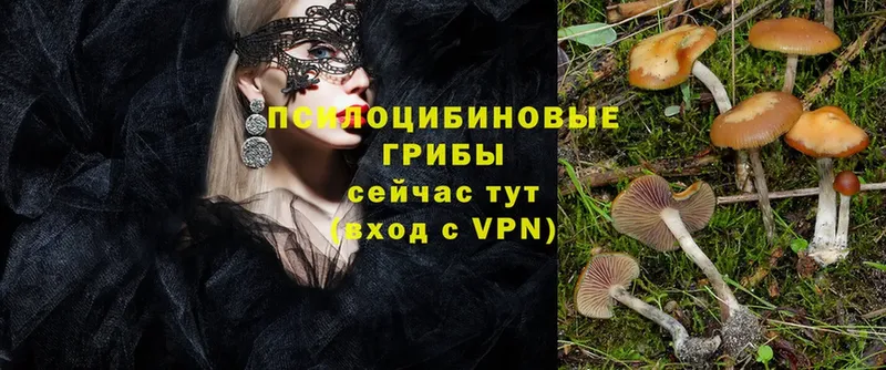 Псилоцибиновые грибы Psilocybe  наркошоп  Великие Луки 